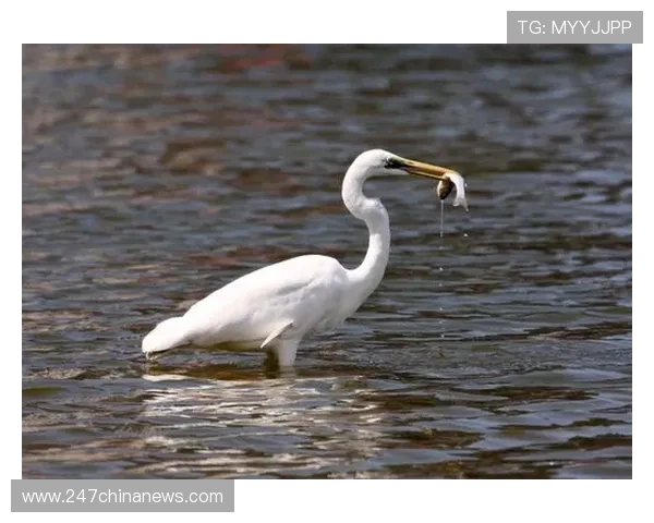 使用开运体育网页版轻松记录每一次运动的精彩瞬间